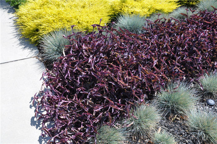 معرفی و راهنمای پرورش گیاهان زینتی فضای باز - قلب ارغوانی